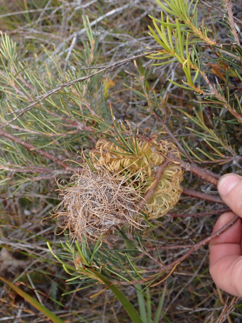Banksia sphaerocarpa var. sphaerocarpa photo 6