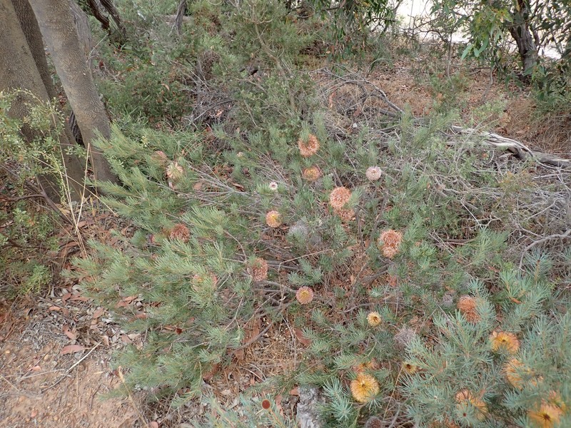Banksia sphaerocarpa var. sphaerocarpa photo 7