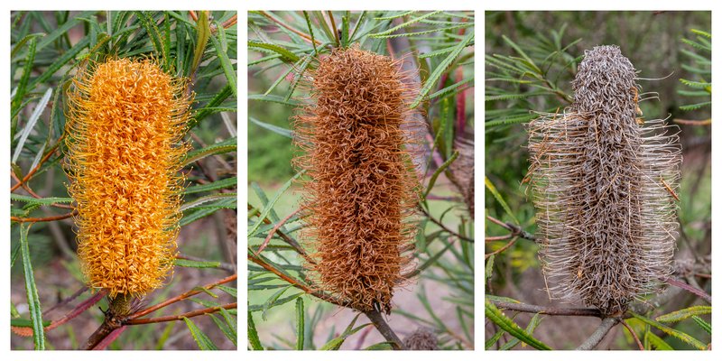 Hairpin Banksia