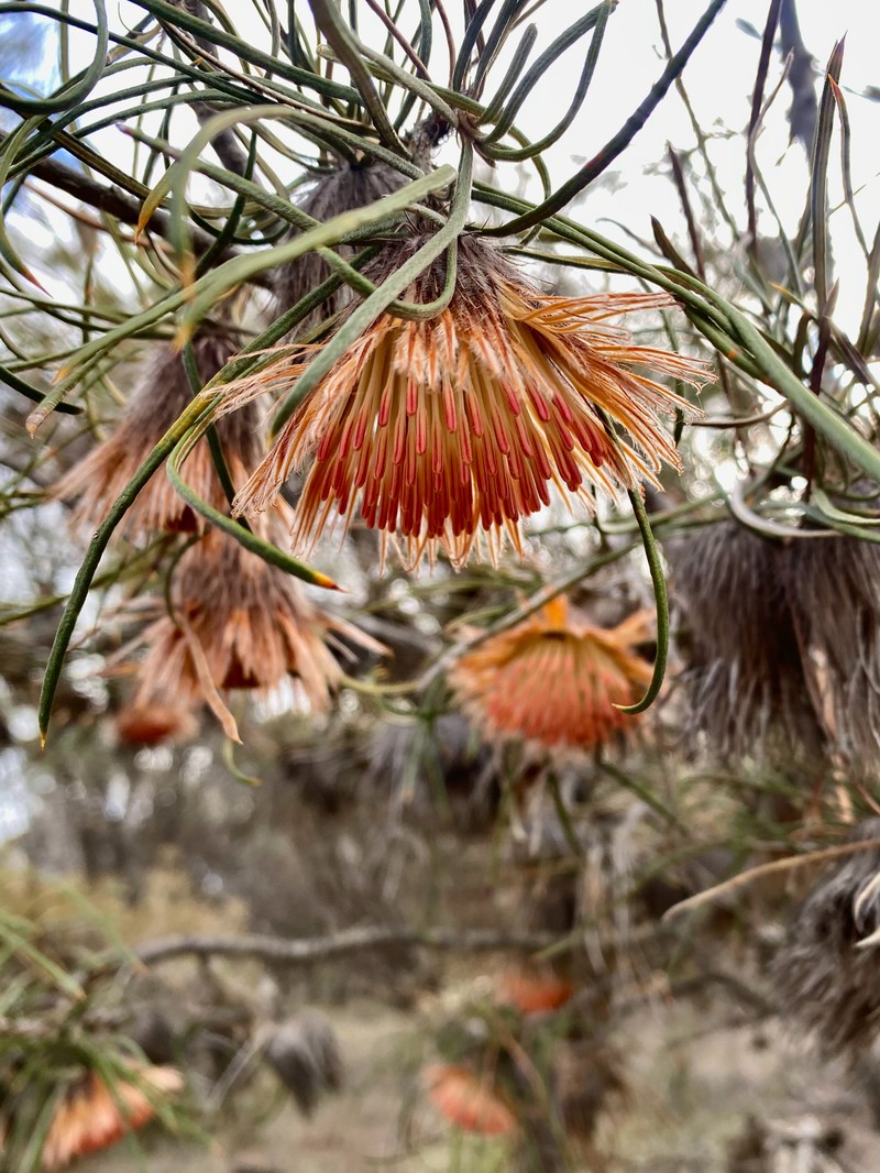 Banksia splendida subsp. splendida