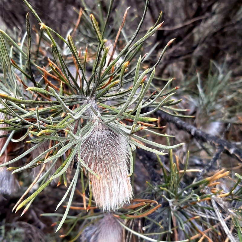 Banksia splendida subsp. splendida photo 2