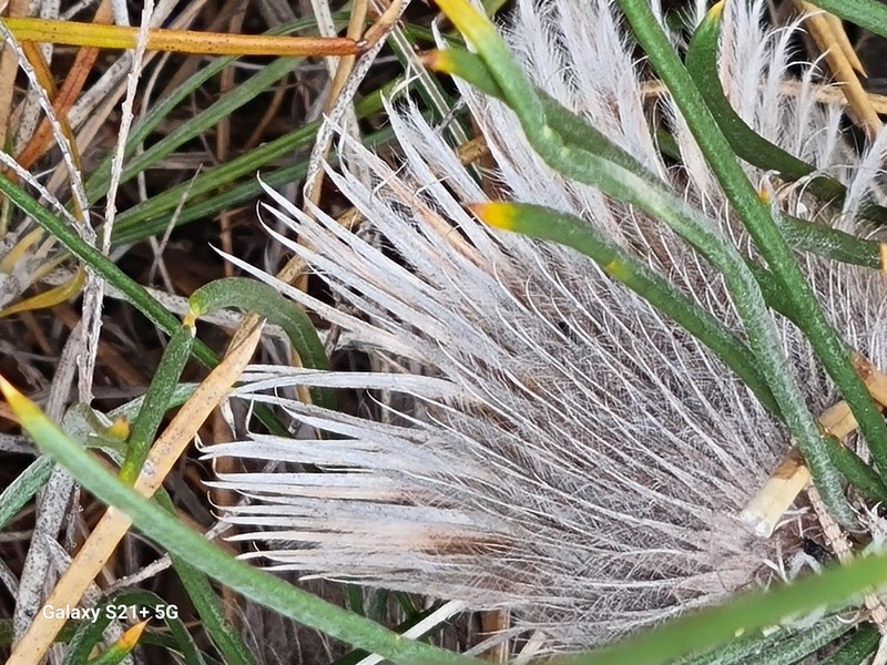 Banksia splendida subsp. splendida photo 3