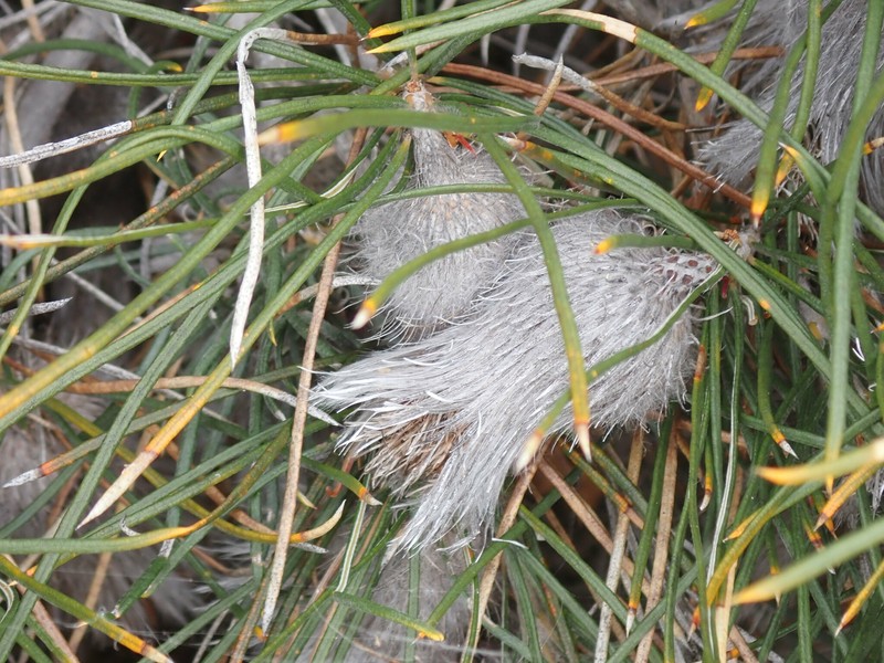 Banksia splendida subsp. splendida photo 4