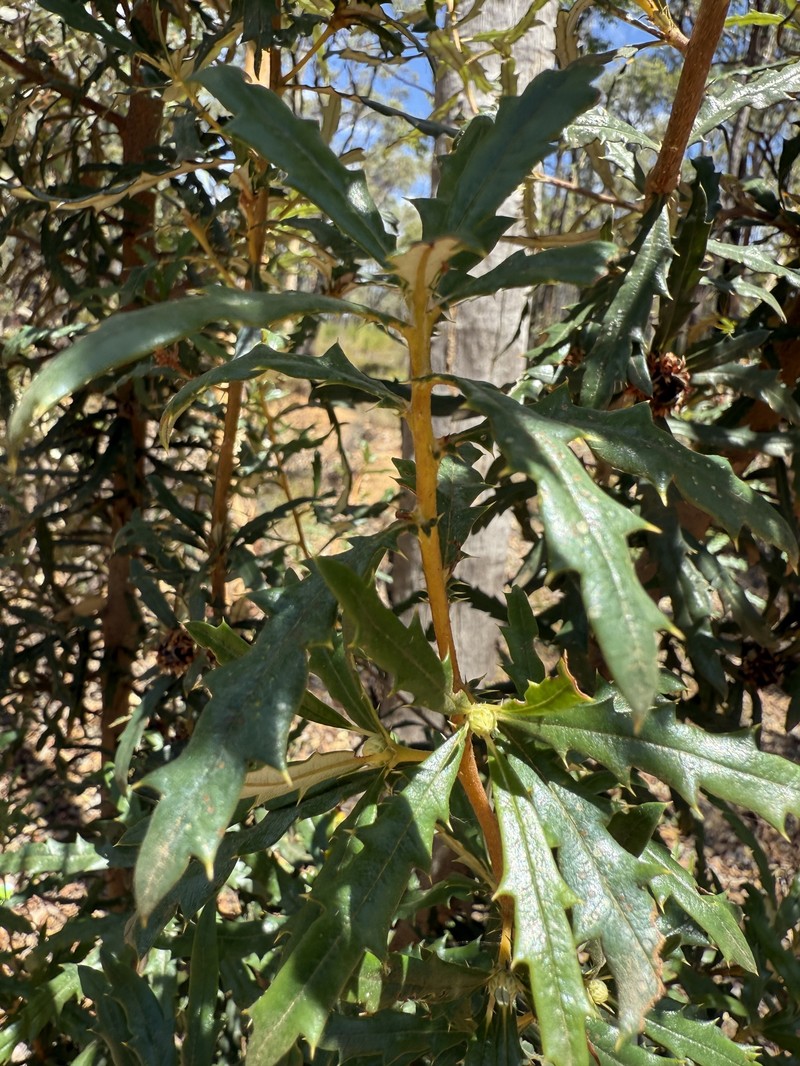 Banksia squarrosa subsp. squarrosa