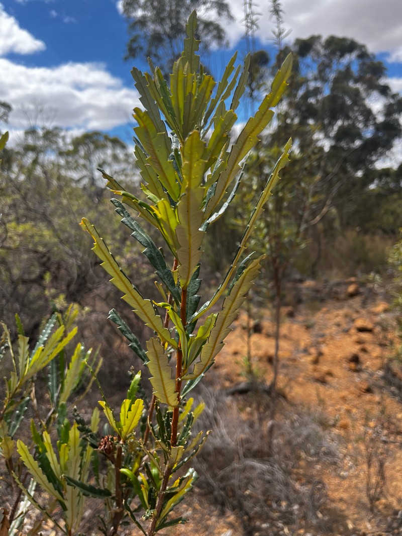 Banksia squarrosa subsp. squarrosa photo 2