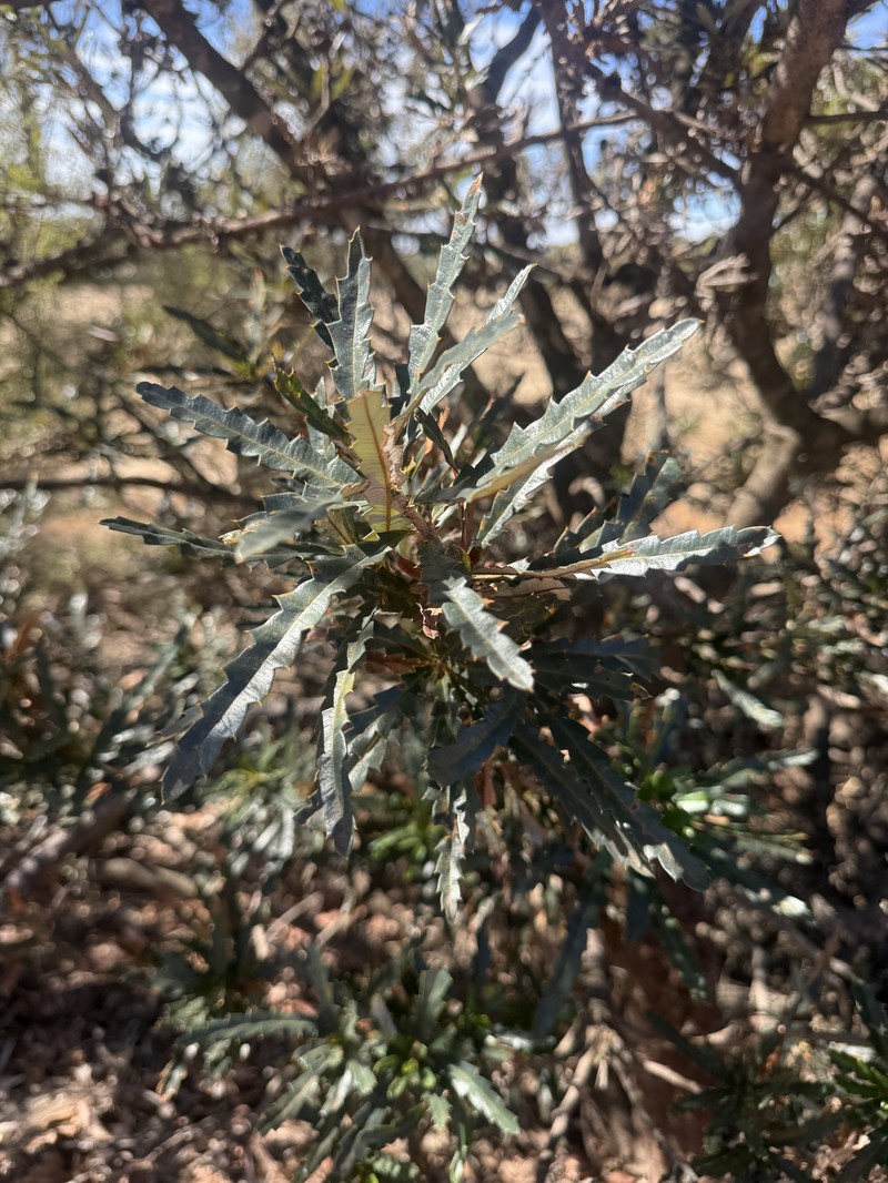 Banksia squarrosa subsp. squarrosa photo 3