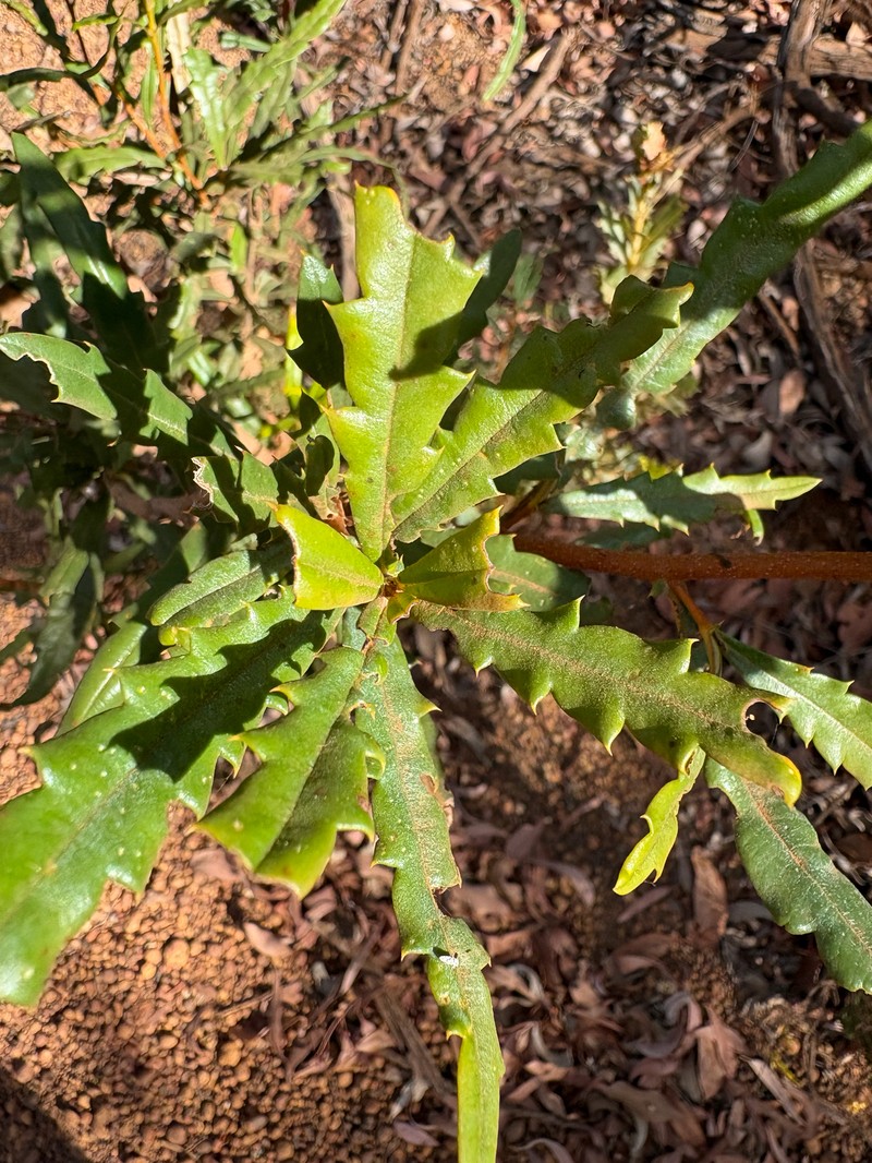 Banksia squarrosa subsp. squarrosa photo 4