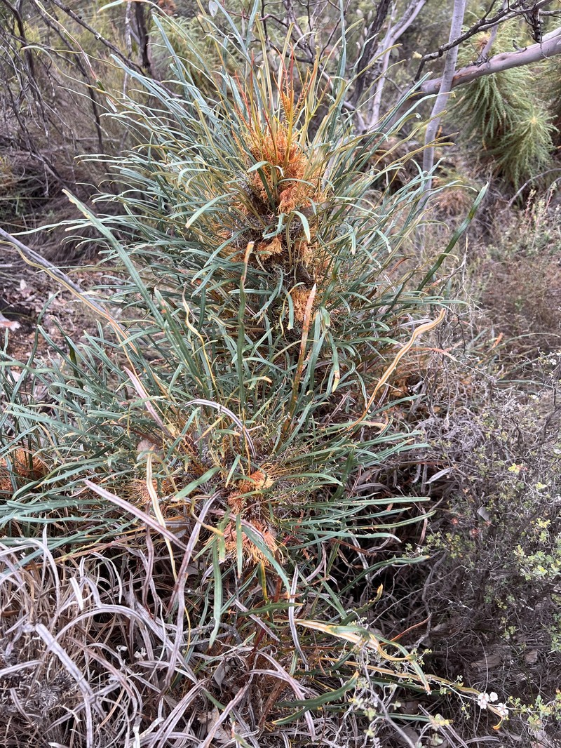 Banksia subpinnatifida var. subpinnatifida