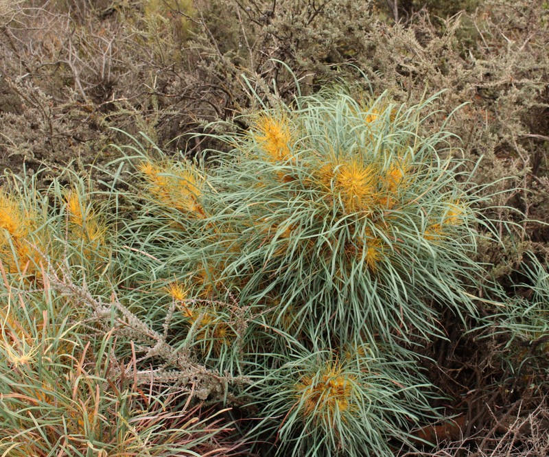 Banksia subpinnatifida var. subpinnatifida photo 2