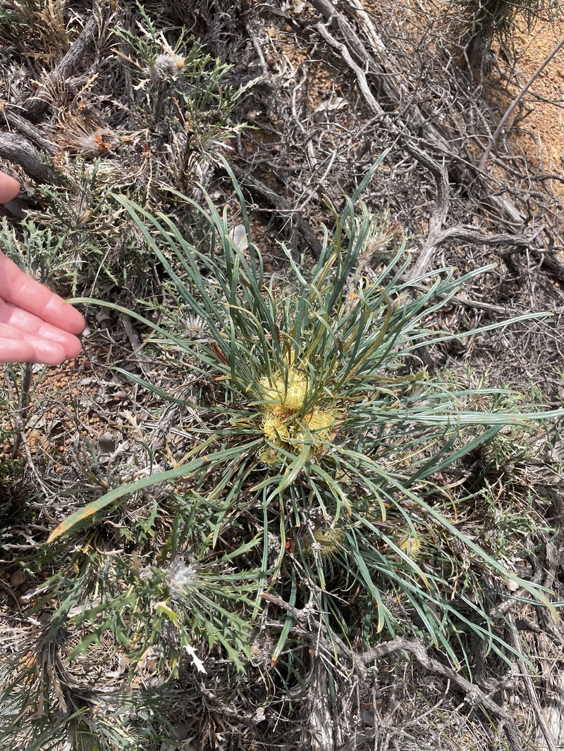 Banksia subpinnatifida var. subpinnatifida photo 3