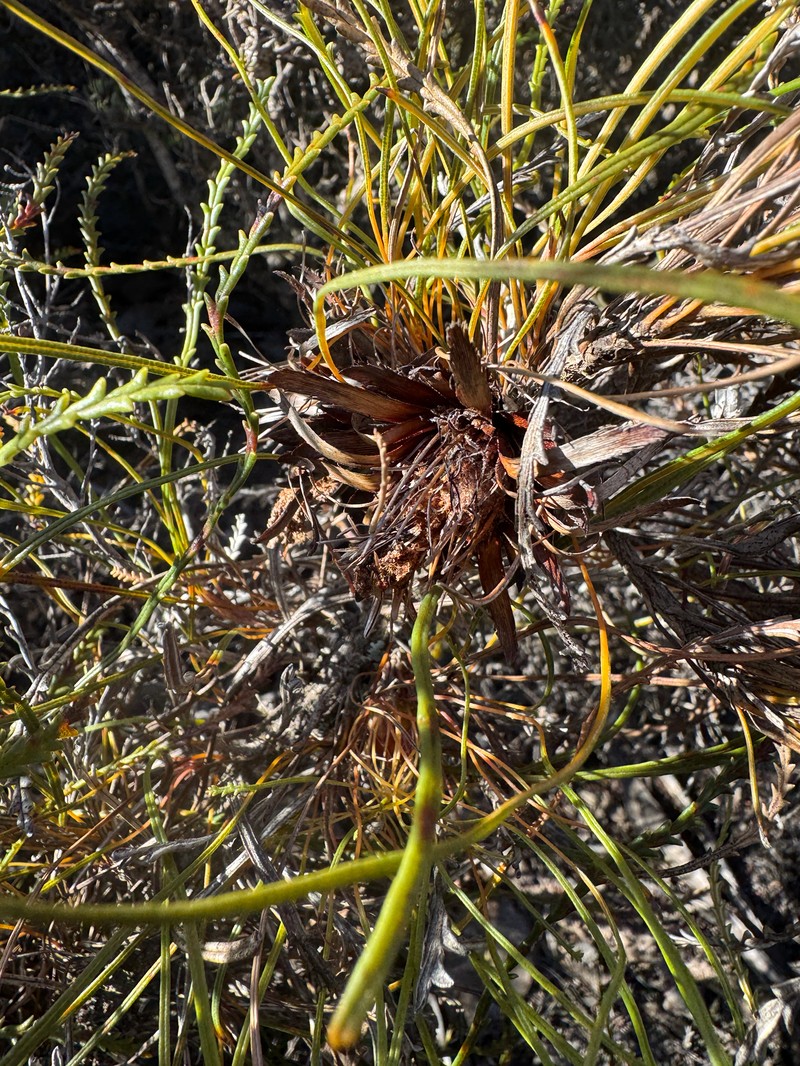 Banksia tenuis var. tenuis