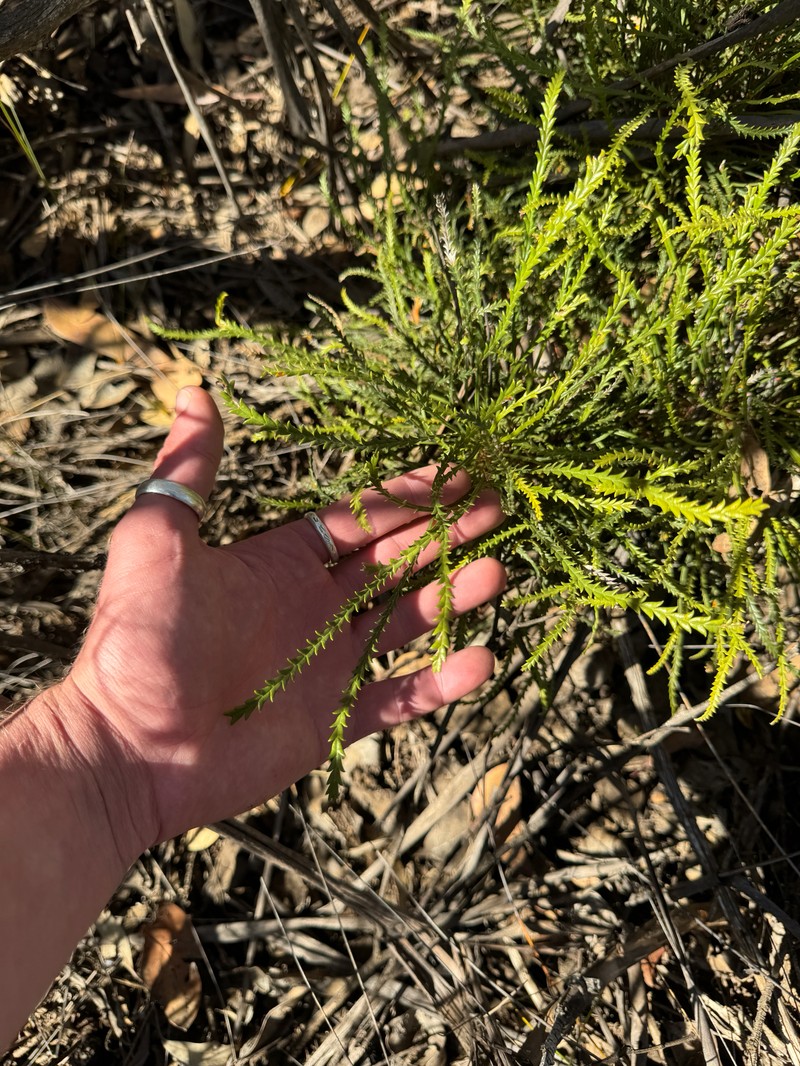Banksia tenuis var. tenuis photo 3