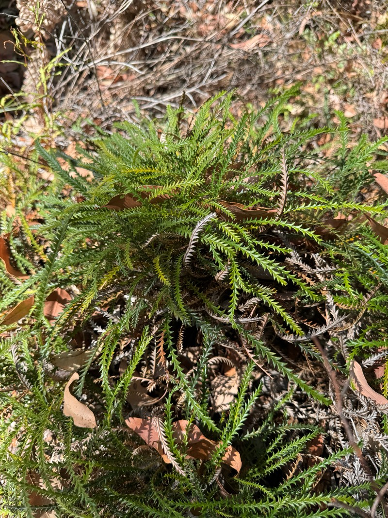 Banksia tenuis var. tenuis photo 4