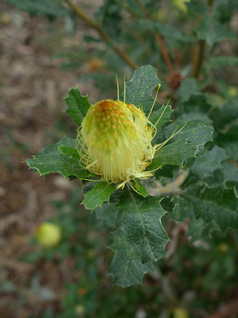 Banksia undata var. undata