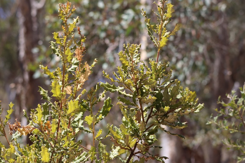 Banksia undata var. undata photo 2