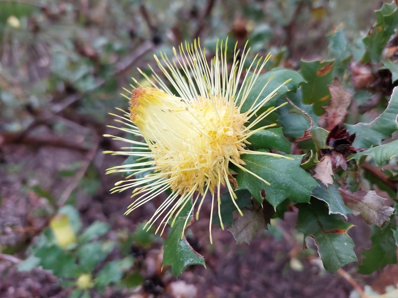 Banksia undata var. undata photo 3