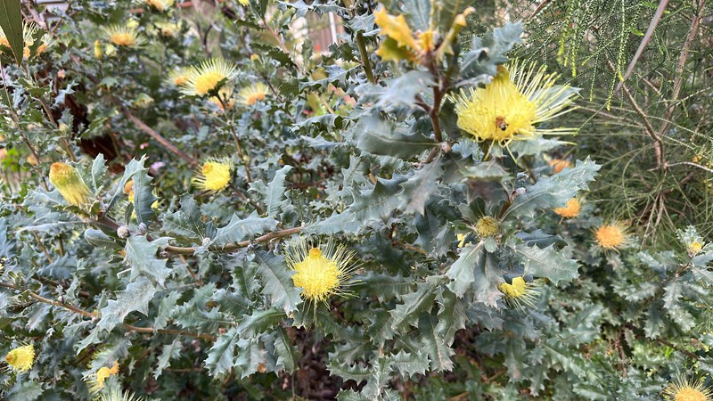 Banksia undata var. undata photo 4