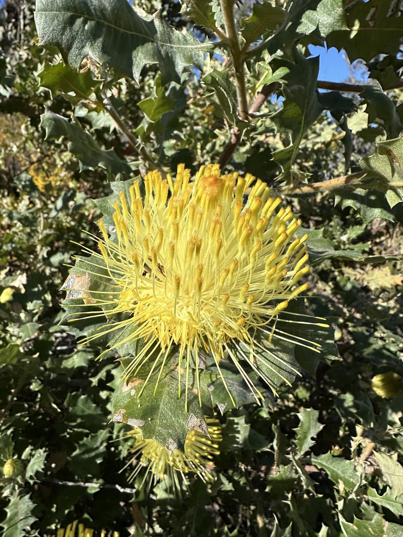 Banksia undata var. undata photo 5
