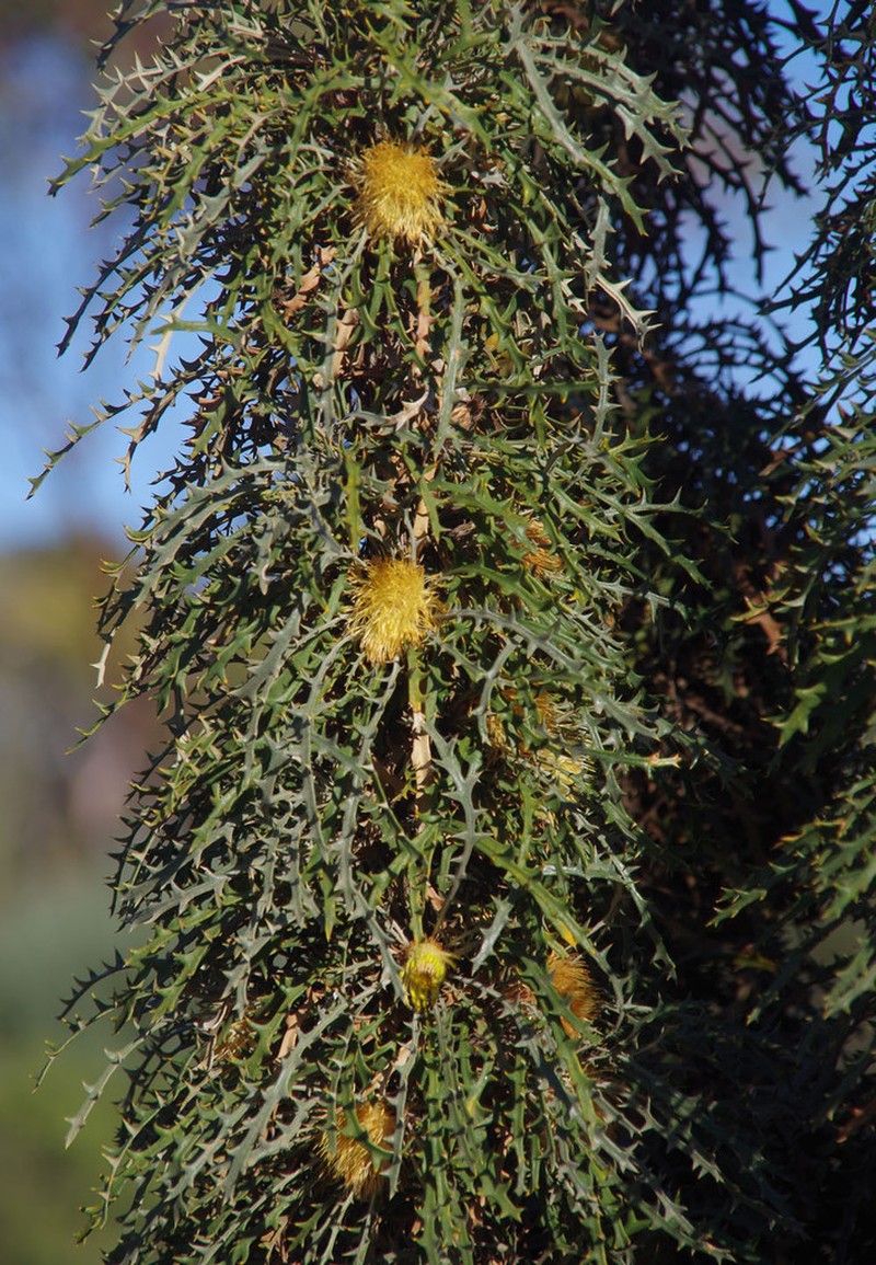 Banksia zygocephala