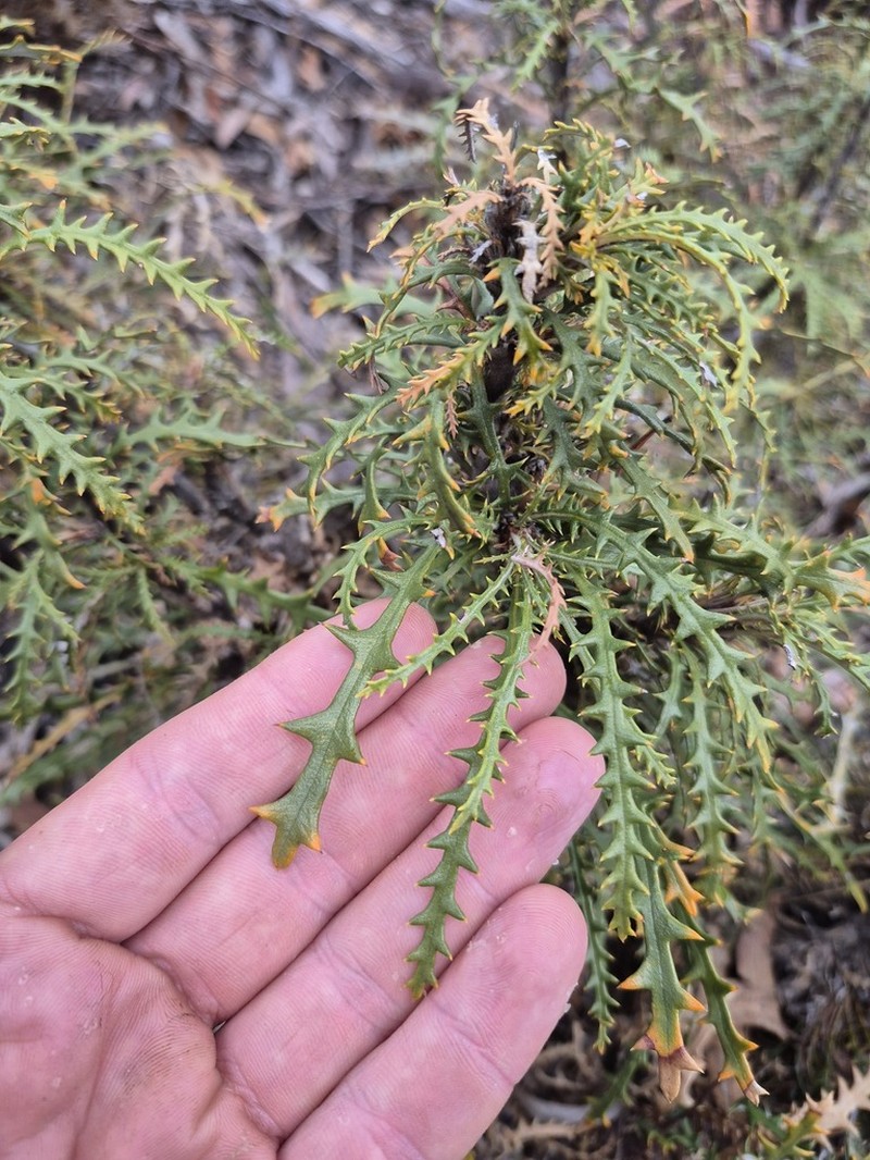 Banksia zygocephala photo 2