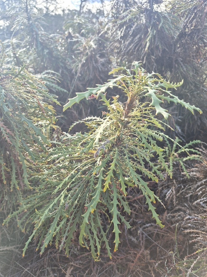 Banksia zygocephala photo 4