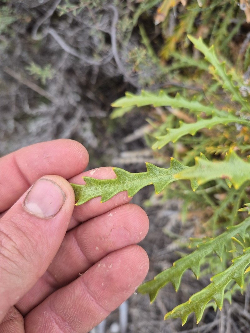 Banksia zygocephala photo 5