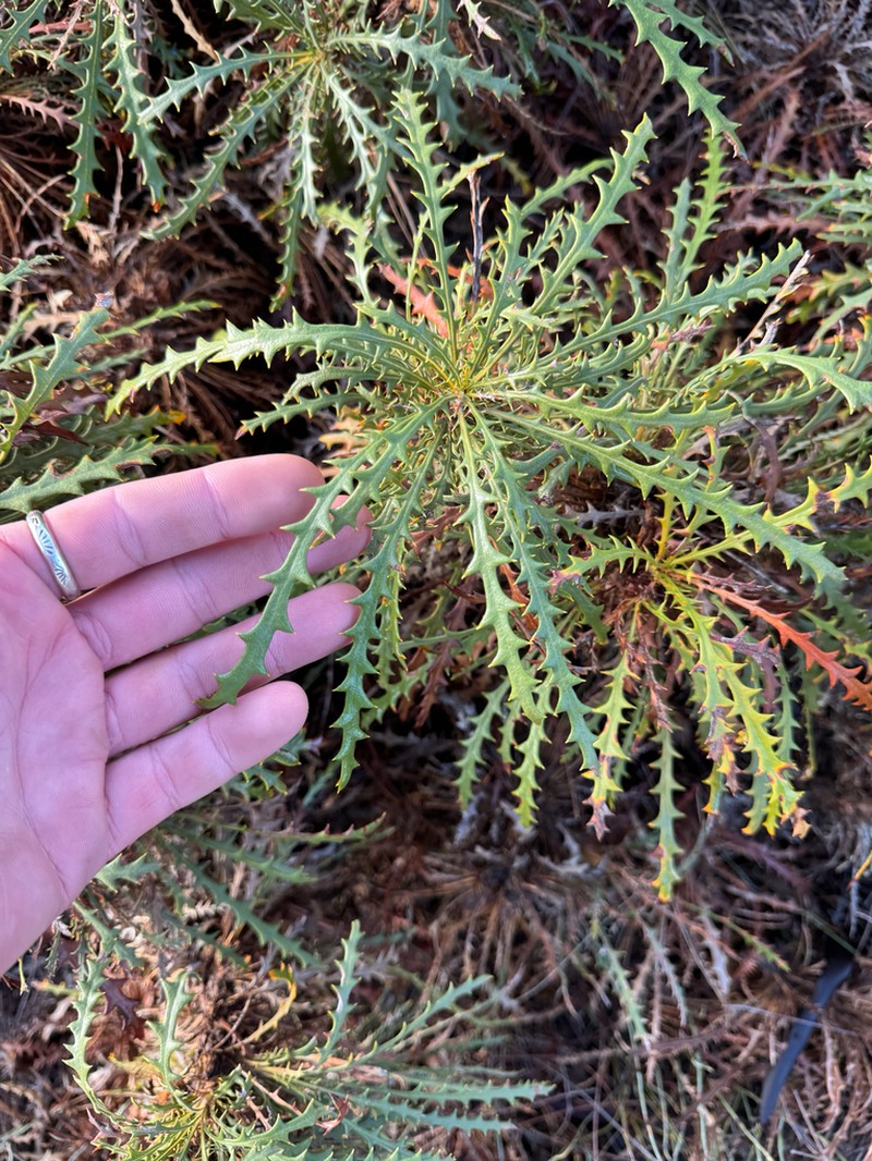 Banksia zygocephala photo 6