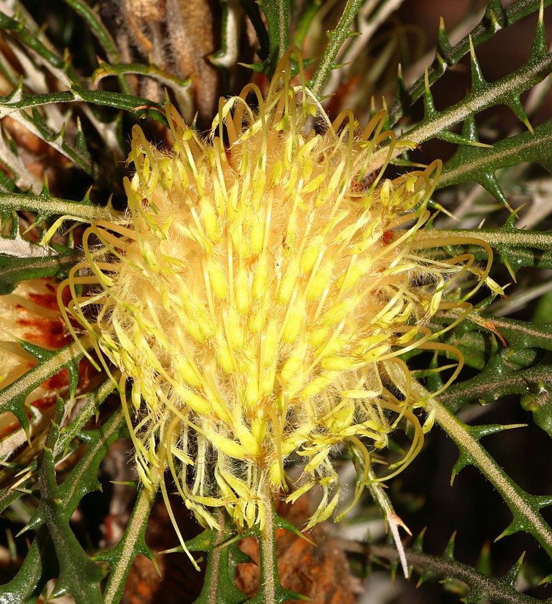 Banksia zygocephala photo 7