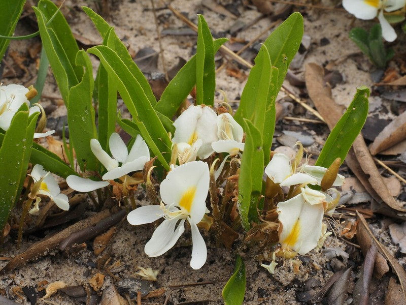 Baphia arenicola
