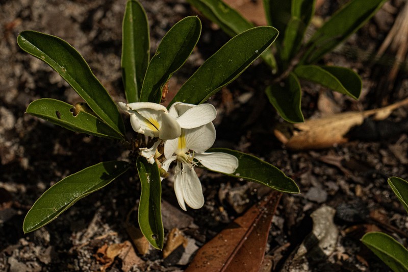 Baphia arenicola photo 2