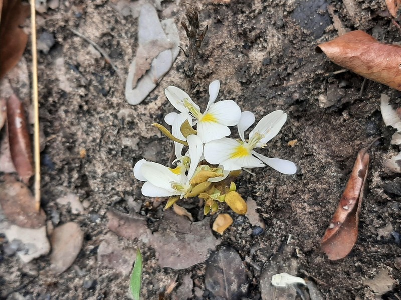 Baphia arenicola photo 3