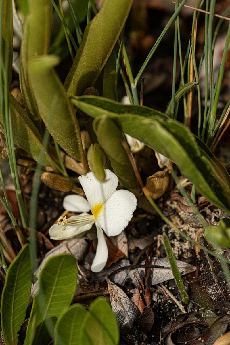 Baphia arenicola photo 4