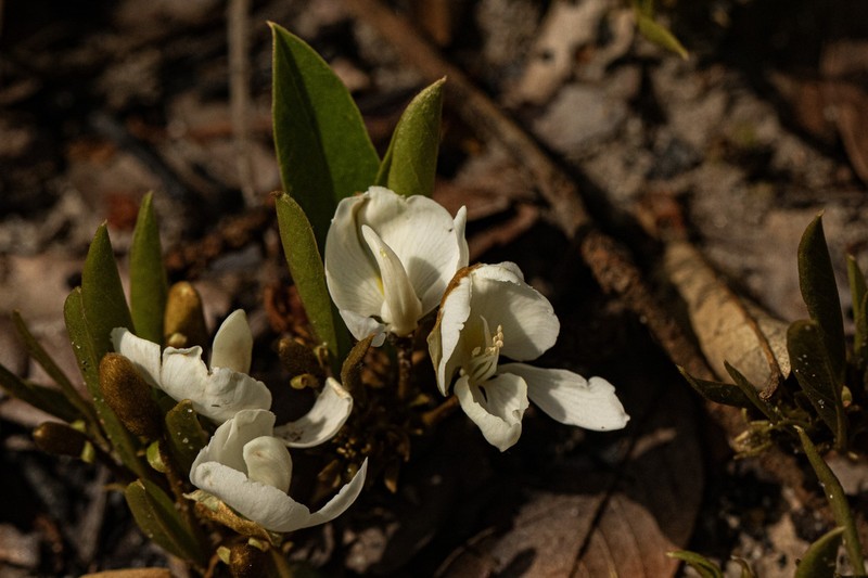Baphia arenicola photo 5