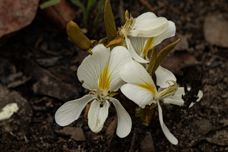 Baphia arenicola photo 6