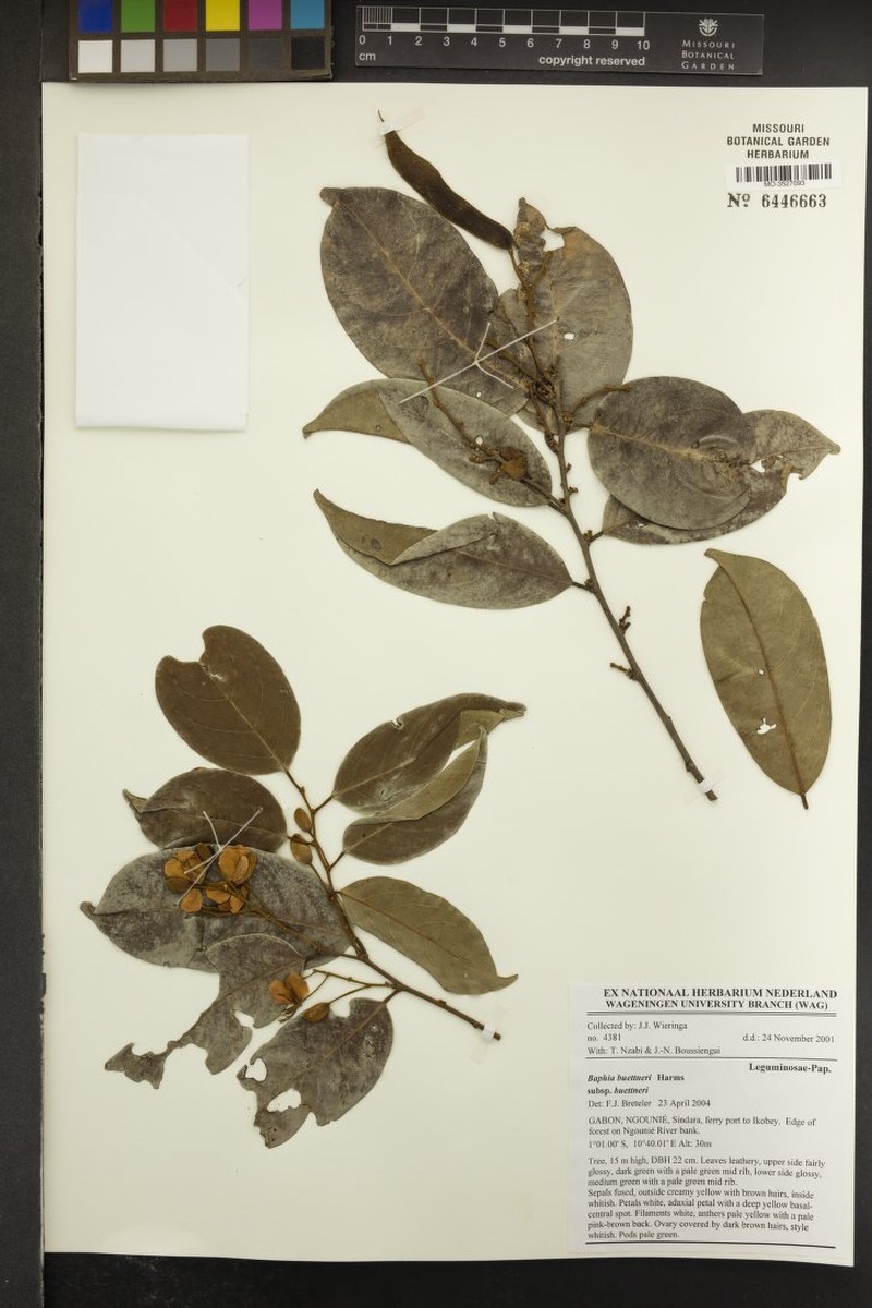 Baphia buettneri subsp. buettneri