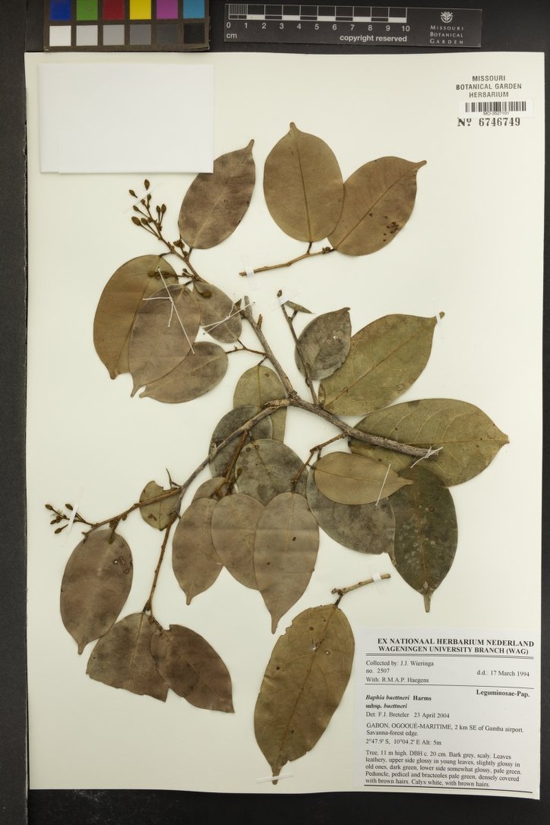 Baphia buettneri subsp. buettneri photo 2