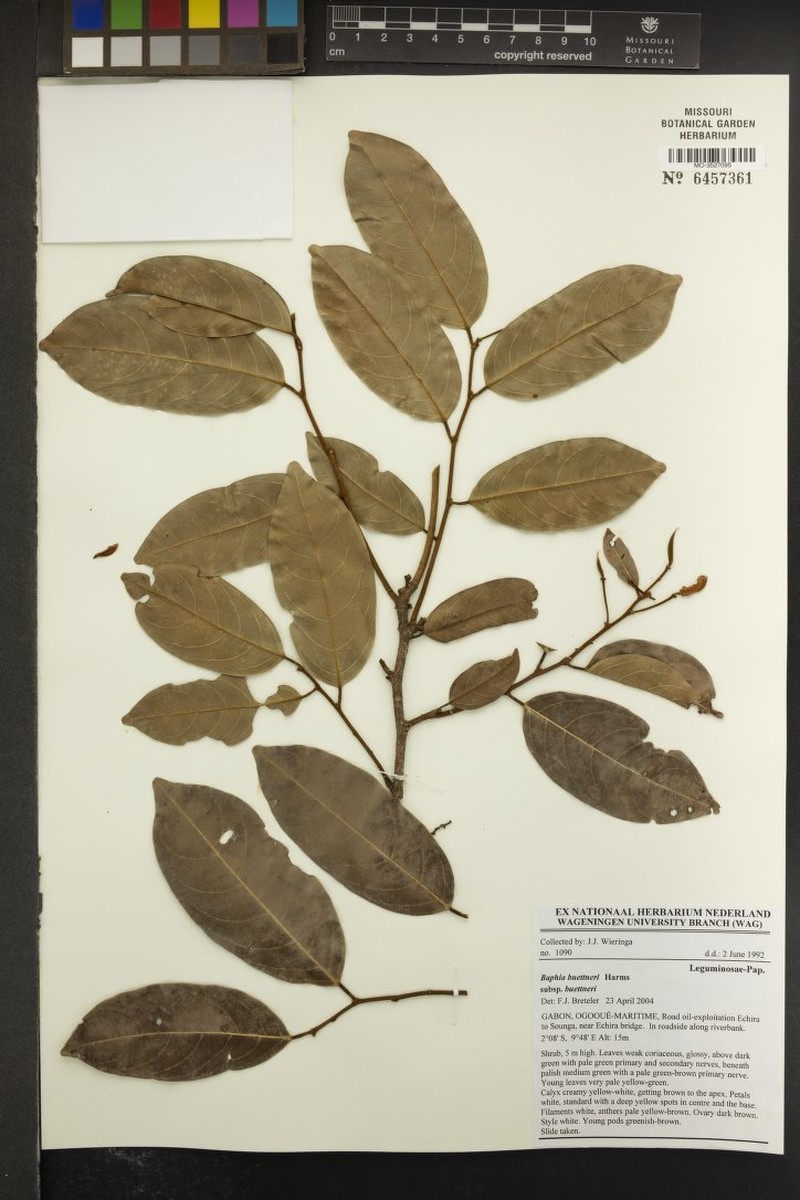 Baphia buettneri subsp. buettneri photo 3