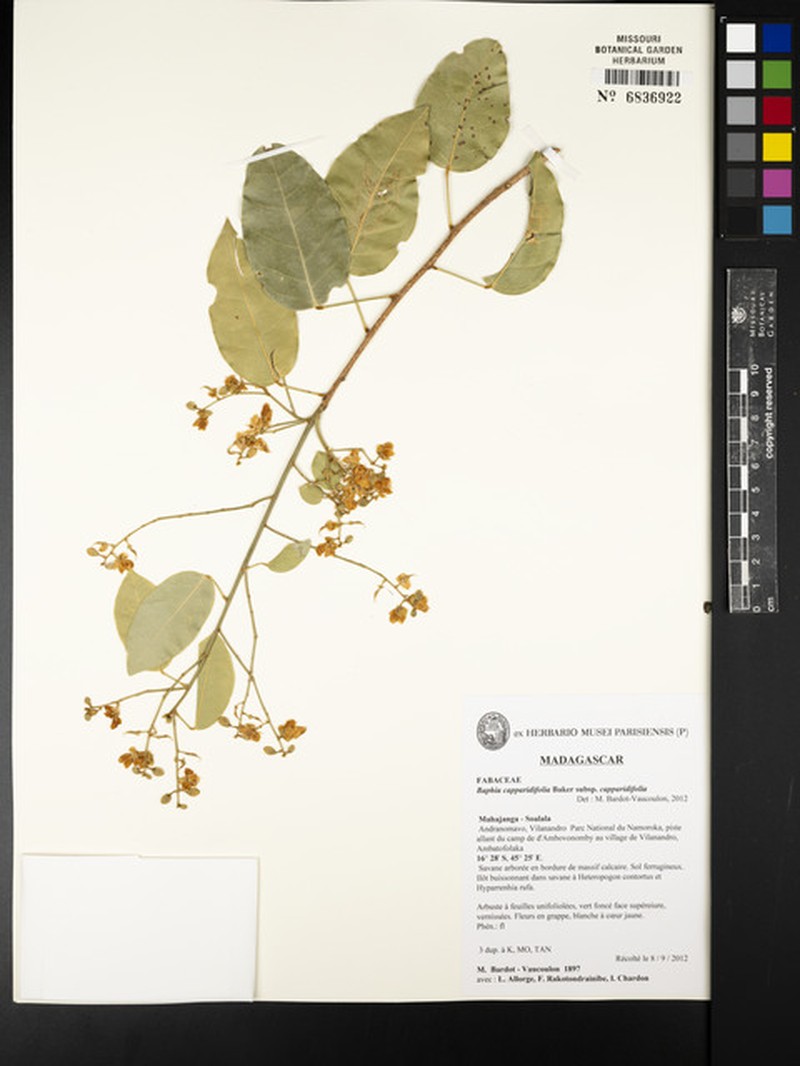 Baphia capparidifolia subsp. capparidifolia