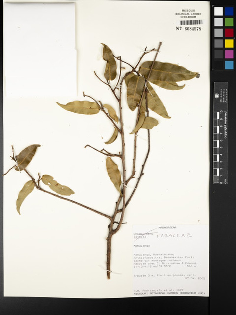 Baphia capparidifolia subsp. capparidifolia photo 2