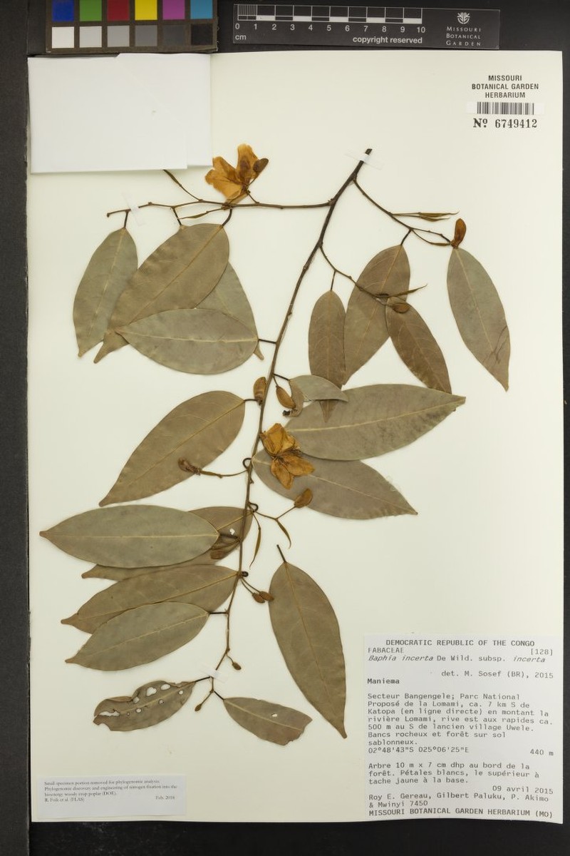 Baphia incerta subsp. incerta