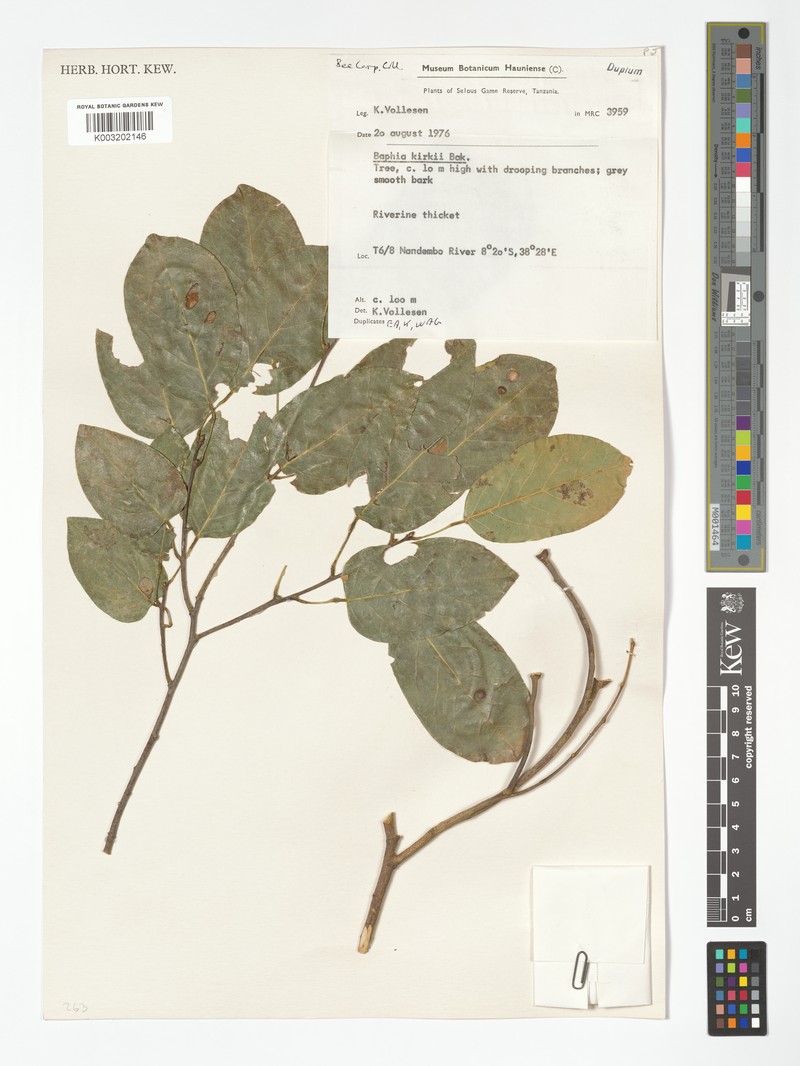 Baphia kirkii subsp. kirkii