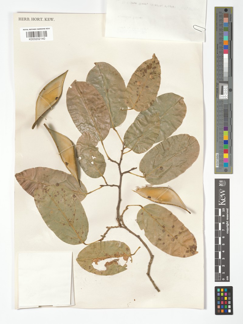 Baphia kirkii subsp. kirkii photo 2