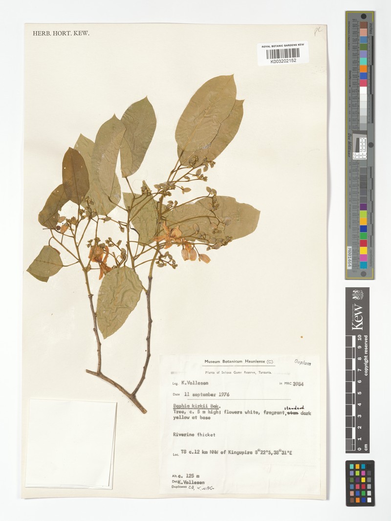Baphia kirkii subsp. kirkii photo 3