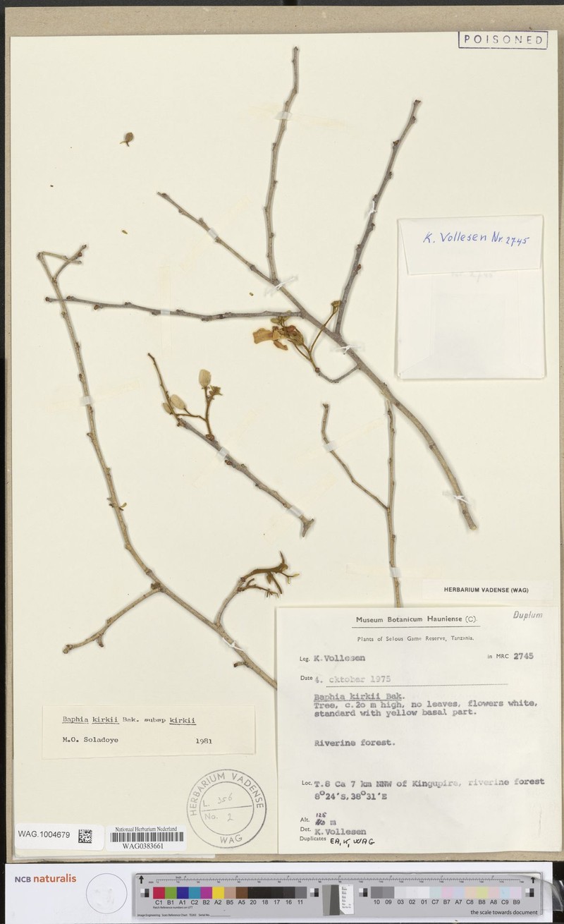 Baphia kirkii subsp. kirkii photo 4