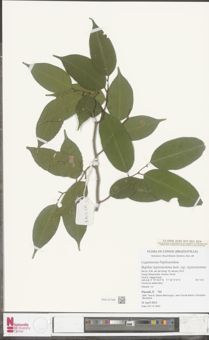 Baphia leptostemma subsp. leptostemma