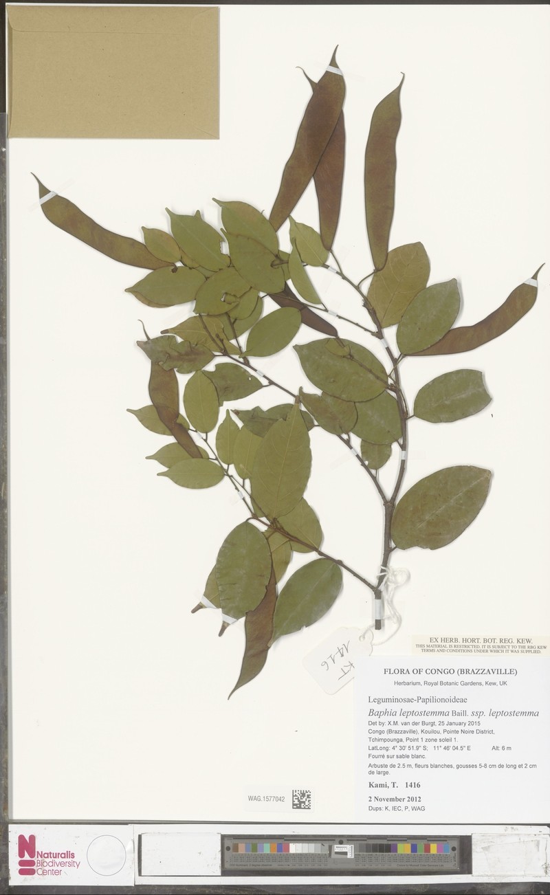 Baphia leptostemma subsp. leptostemma photo 2