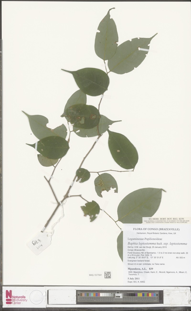 Baphia leptostemma subsp. leptostemma photo 3