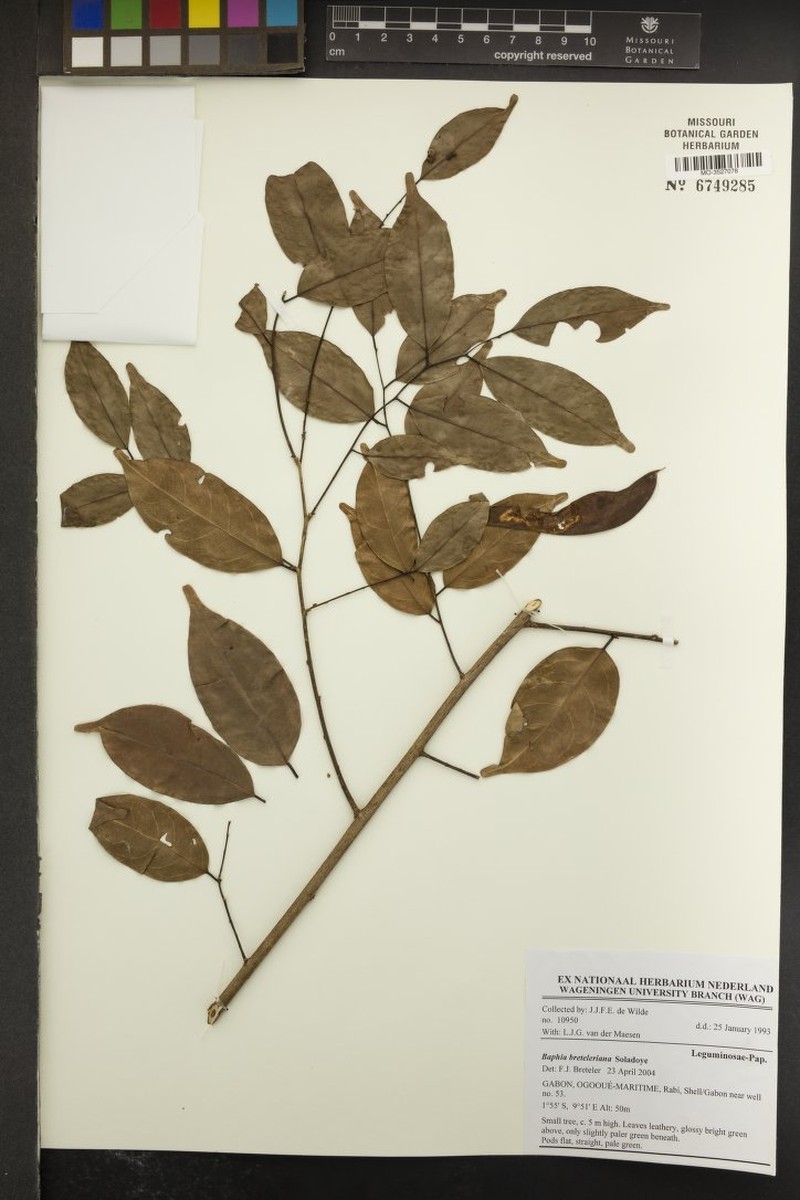 Baphia leptostemma subsp. leptostemma photo 4