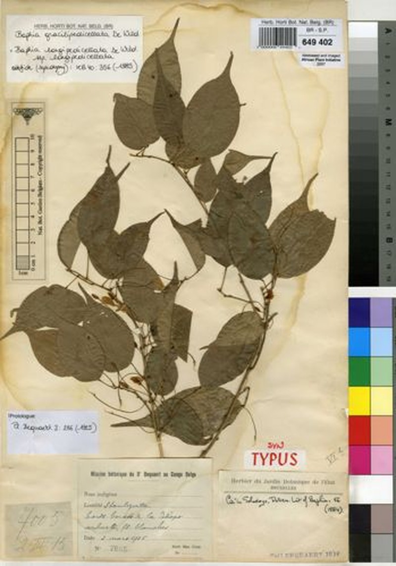 Baphia longipedicellata subsp. longipedicellata