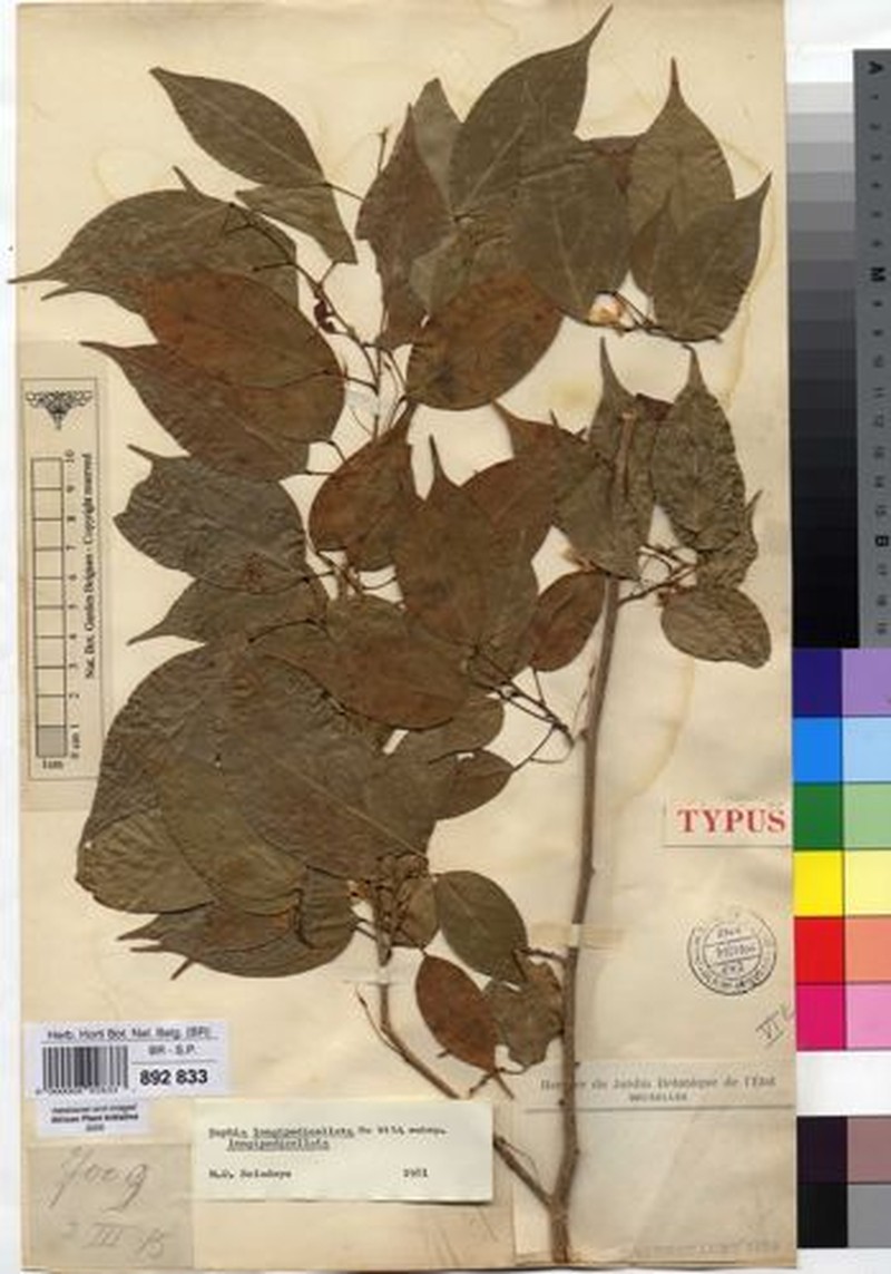 Baphia longipedicellata subsp. longipedicellata photo 2